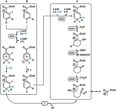 Promiscuous Defluorinating Enoyl-CoA Hydratases/Hydrolases Allow for Complete Anaerobic Degradation of 2-Fluorobenzoate